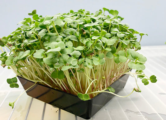Daikon Radish