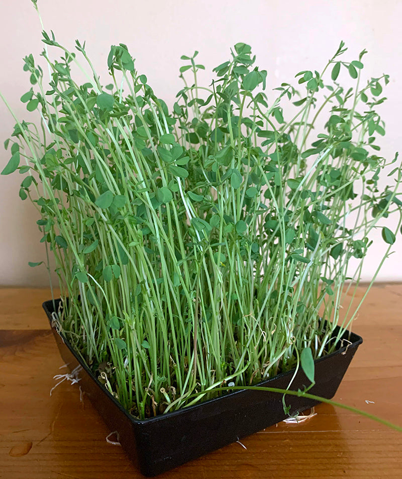 Lentils Shoots