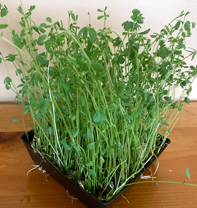 Lentils Shoots