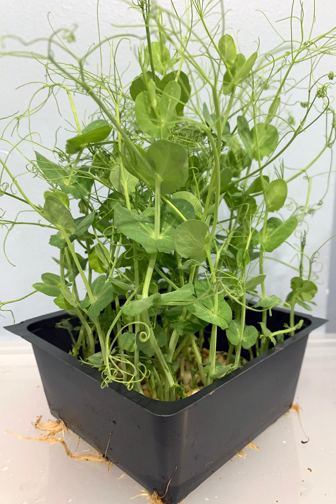Pea Shoots