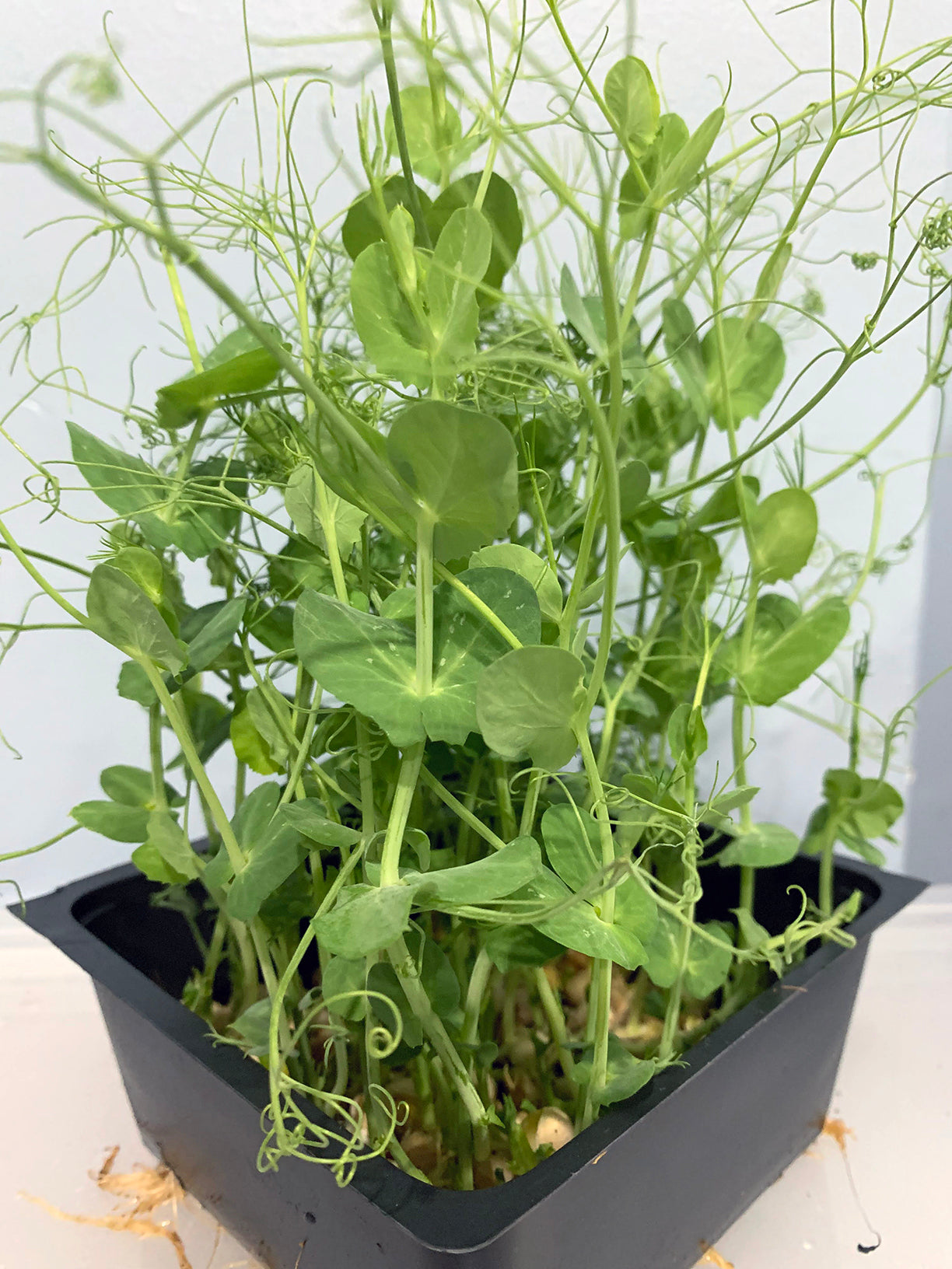 Pea Shoots