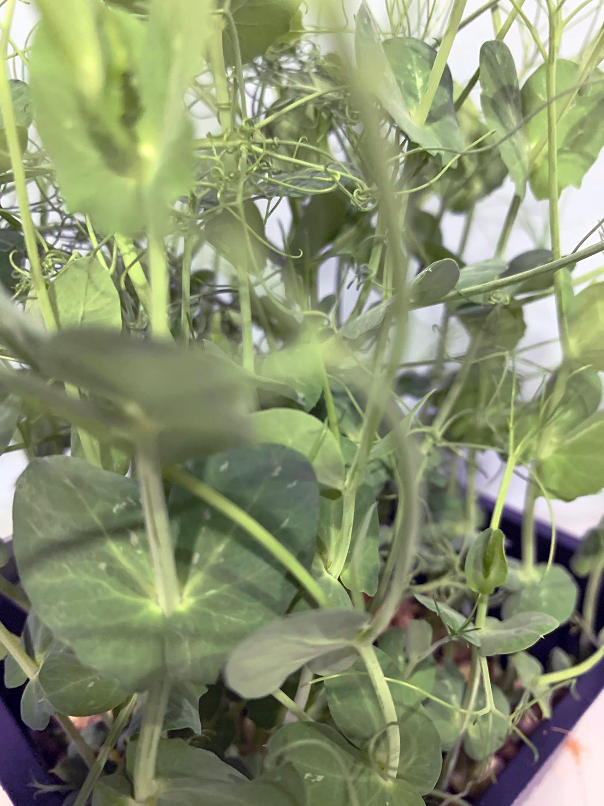 Pea Shoots