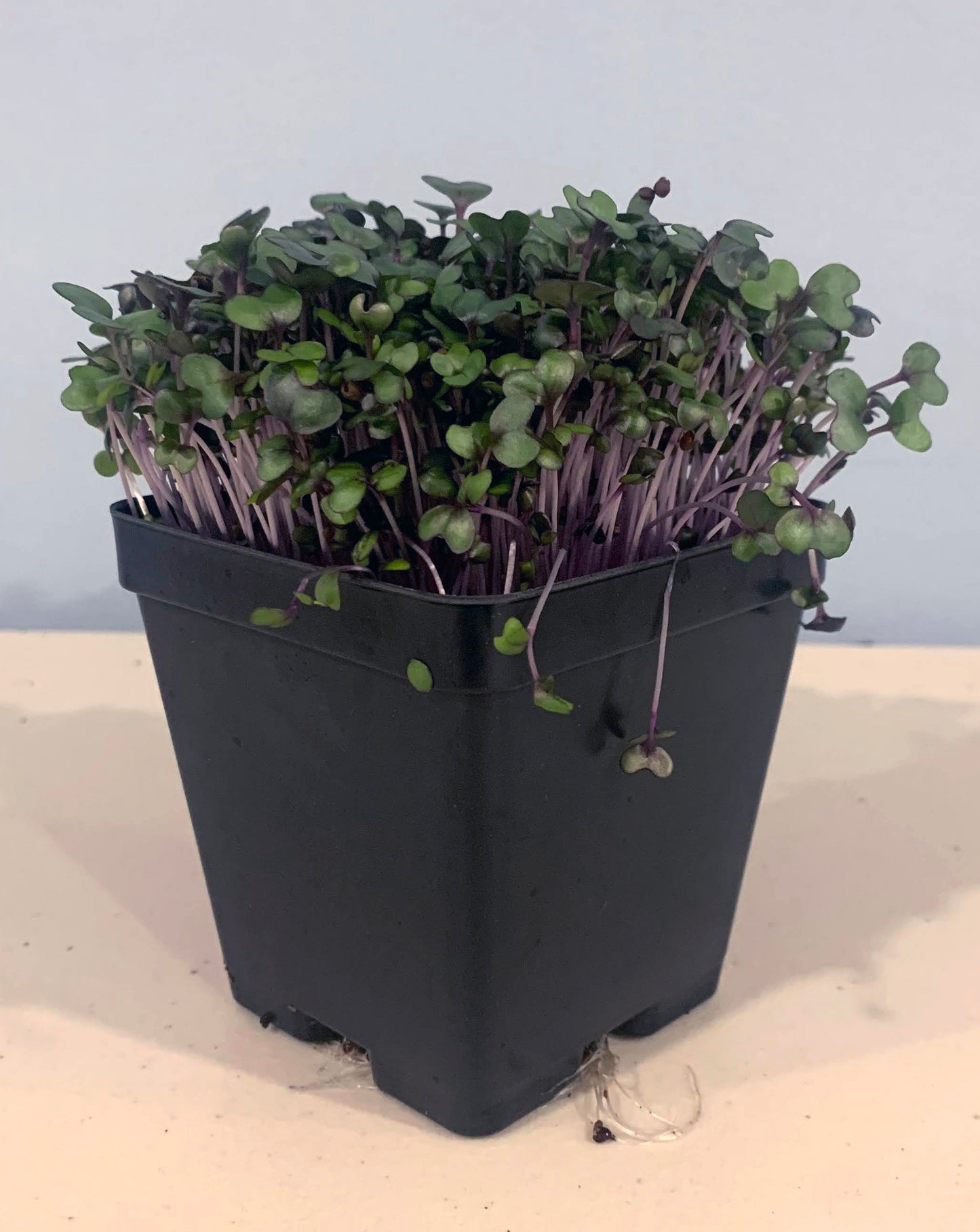 Red Russian Kale & Red Cabbage (Combo Pack)