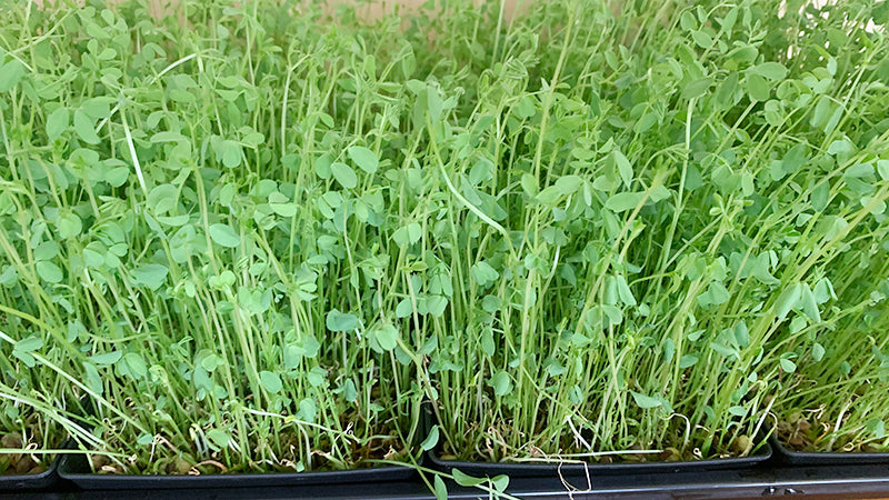 Lentils Shoots