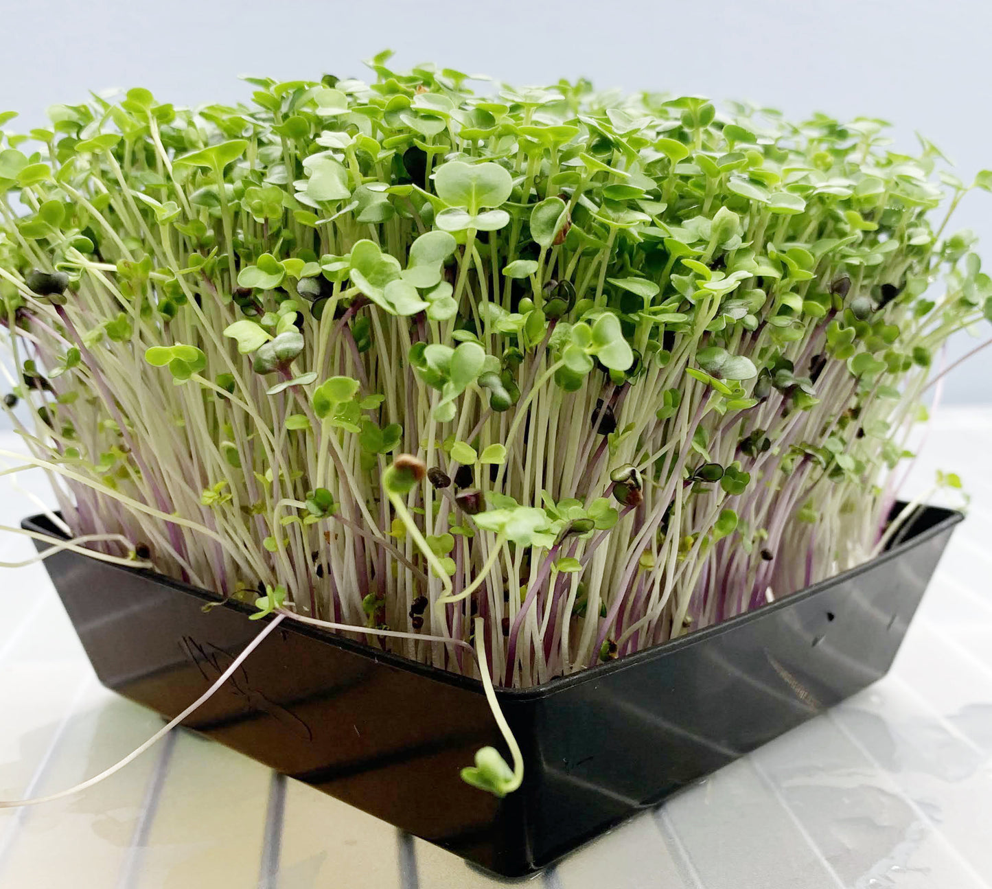 Salad Mix