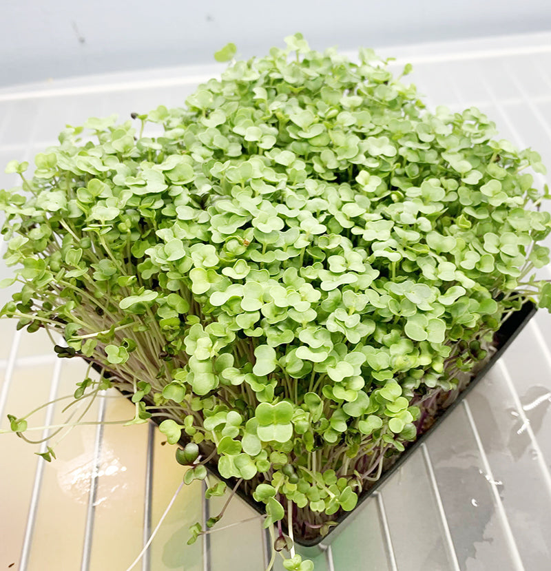Salad Mix