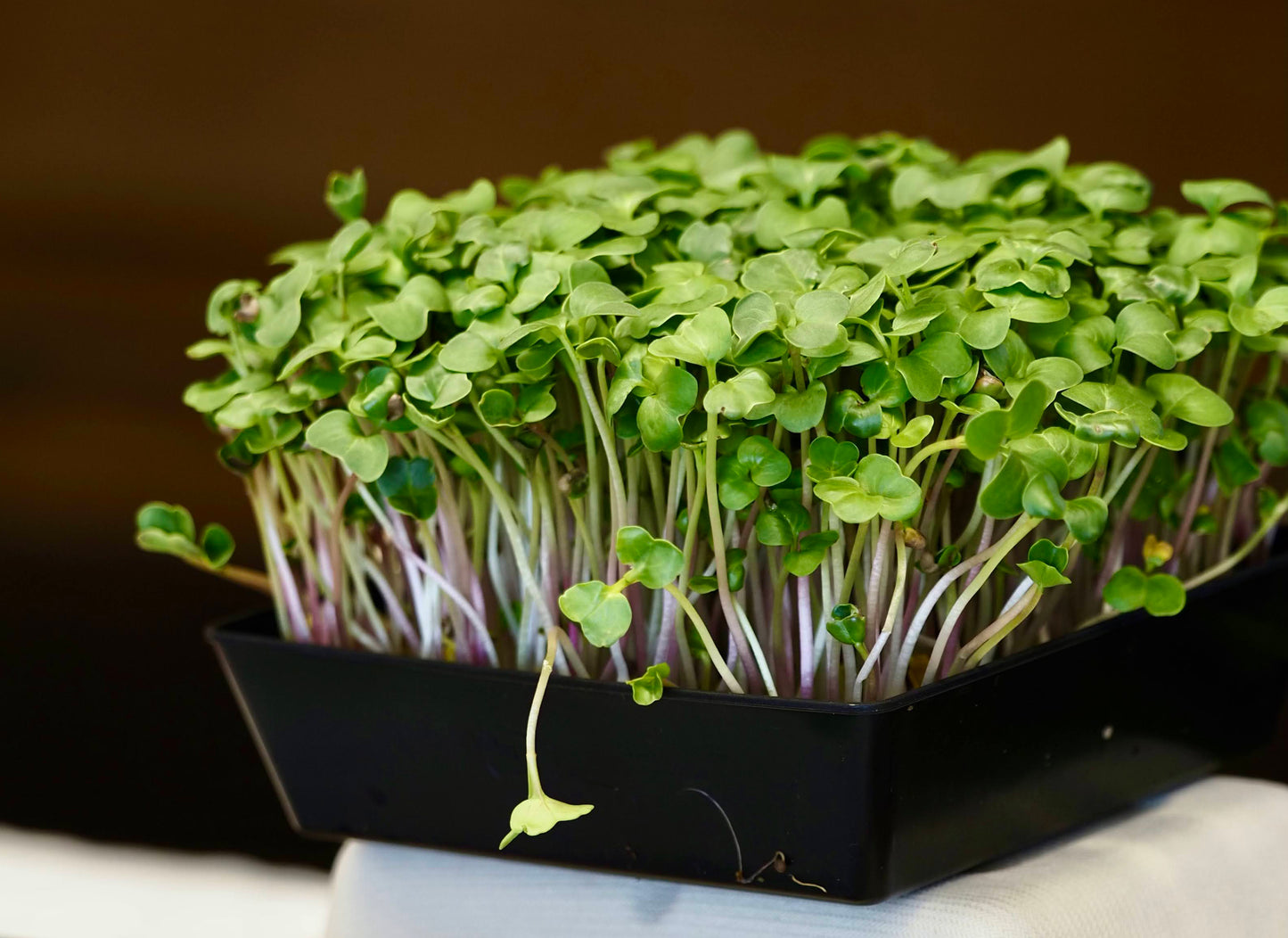 Salad Mix