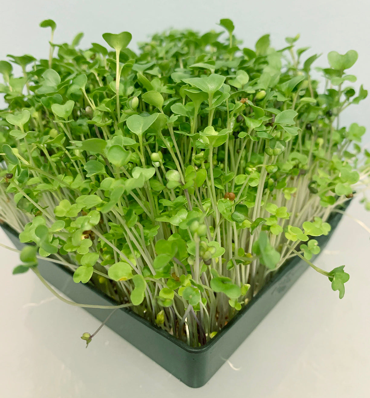 Salad Mix
